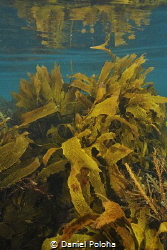 Shallow water kelp forests around Goat Island near Leigh ... by Daniel Poloha 
